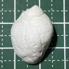 Galeropsis monodontus