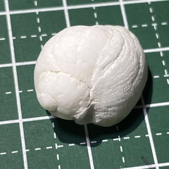 Galeropsis monodontus