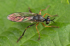 Dioctria