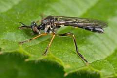 Dioctria