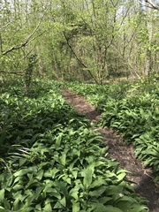 Allium ursinum