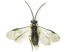 Strongylogaster macula