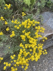 Aurinia saxatilis