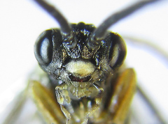Strongylogaster macula