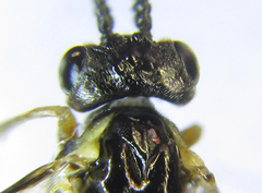 Strongylogaster macula