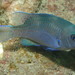 Blacksmith Chromis - Photo (c) Stefanie, some rights reserved (CC BY-NC)