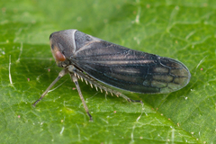 Macropsini