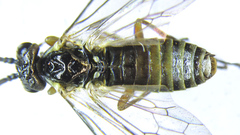Strongylogaster macula