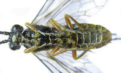 Strongylogaster macula