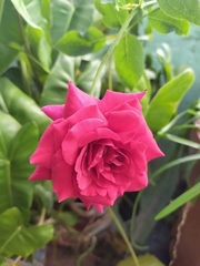 Rosa