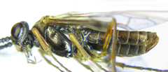 Strongylogaster macula