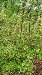 Elaeagnus multiflora