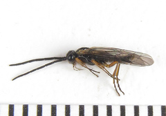 Strongylogaster macula