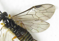 Strongylogaster macula