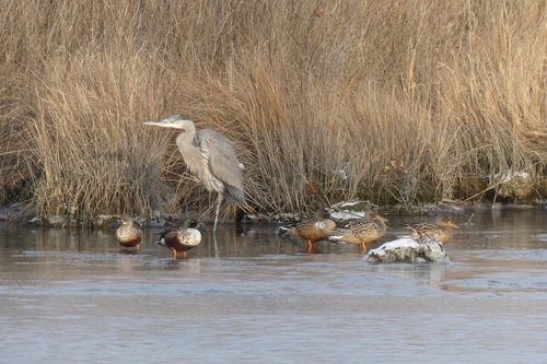 Great Blue Heron photographed in Delaware
