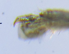 Strongylogaster macula
