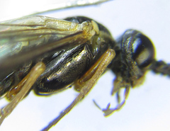 Strongylogaster macula