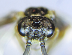 Strongylogaster macula
