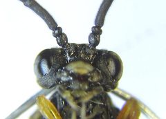 Strongylogaster macula