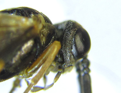 Strongylogaster macula