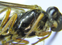 Strongylogaster macula