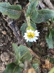 Tridax coronopifolia