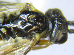 Strongylogaster macula