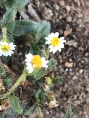 Tridax coronopifolia