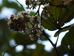 Piliostigma foveolatum