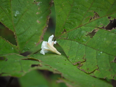 Piliostigma foveolatum