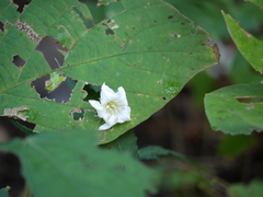 Piliostigma foveolatum
