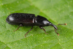 Cossonus parallelepipedus