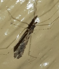 Empicoris culiciformis