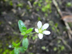 Arenaria soratensis