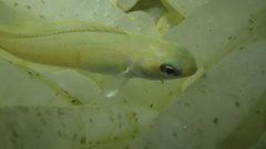 Caulolatilus princeps