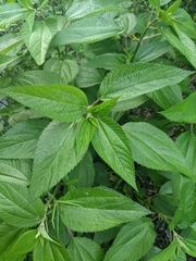 Boehmeria cylindrica image