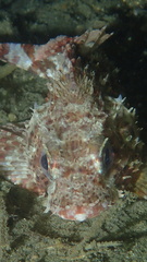 Scorpaena guttata