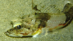 Chitonotus pugetensis