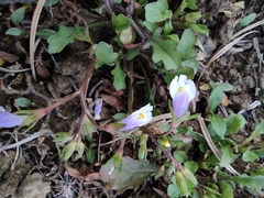 Mazus miquelii