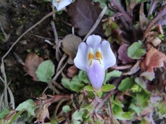 Mazus miquelii