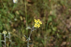 Aurinia sinuata