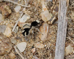 Traumatomutilla bifurca