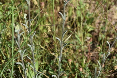 Aurinia sinuata