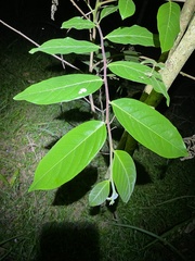 Glochidion sumatranum