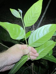 Glochidion sumatranum