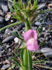 Misopates