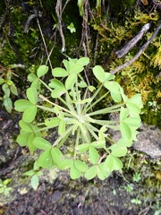 Oxalis urubambensis