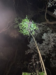 Glochidion sumatranum