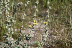 Verbascum undulatum