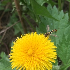 Sphaerophoria scripta